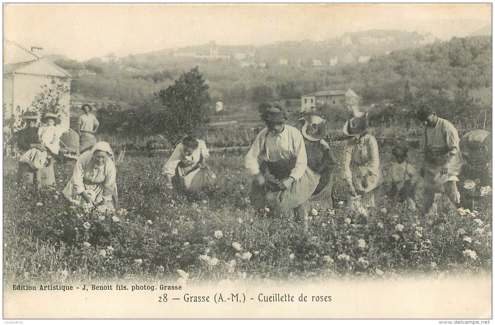 GRASSE CUEILLETTE DE ROSES - Grasse