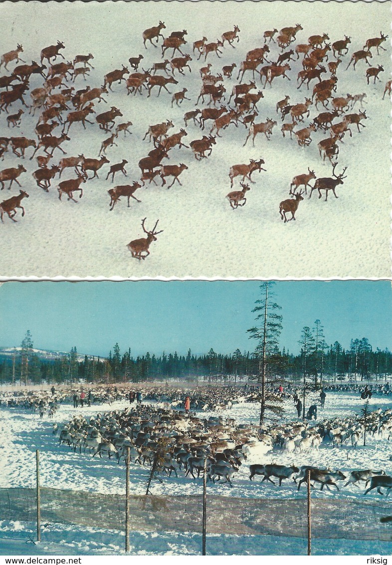 Reindeers. 2 Cards  Used In  Sweden  # 07899 - Autres & Non Classés