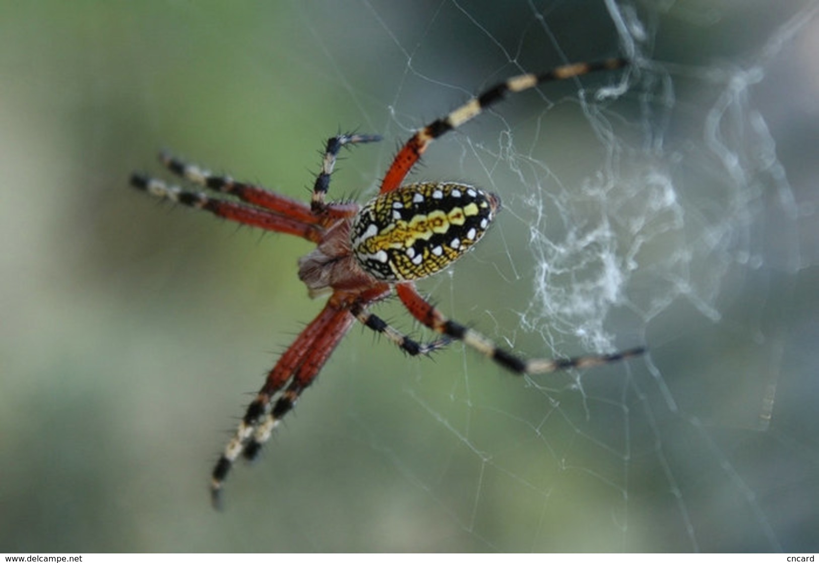 T49-022  ]   Spider Spinnen ,  Pre-stamped Card,postal Stationery - Spiders