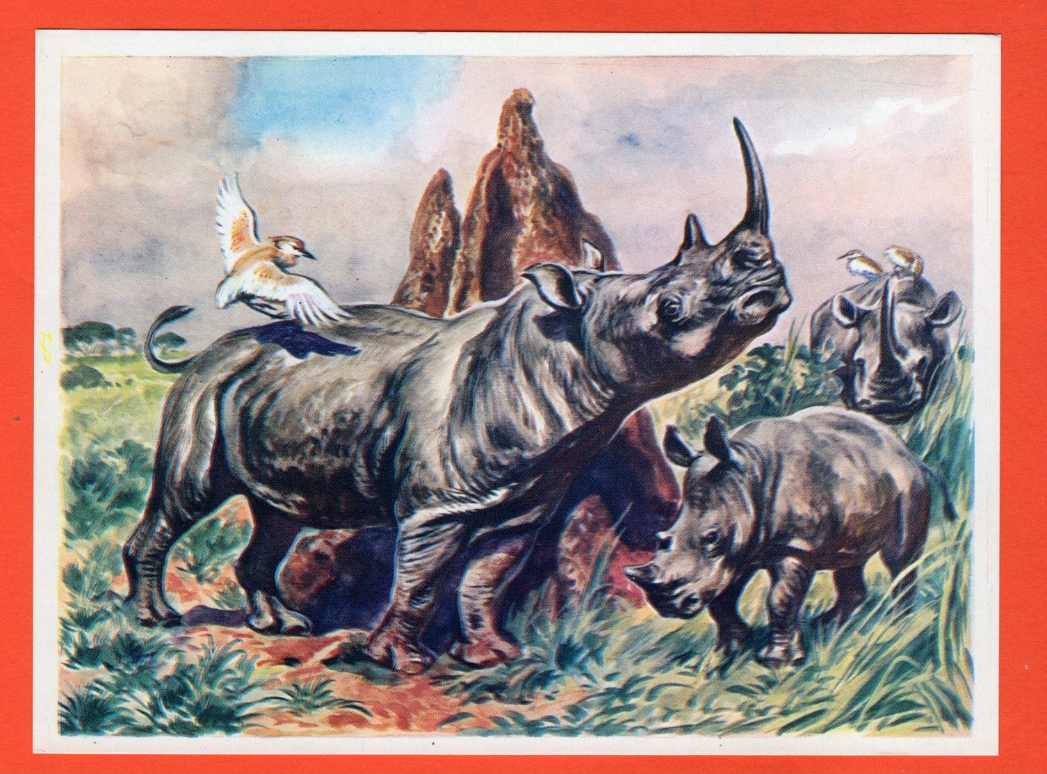 GRANDE IMAGE POUR ALBUM (12 X 16 Cm)  - L'AMI CHEZ LES BÊTES - IMA - LE RHINOCÉROS - Sonstige & Ohne Zuordnung