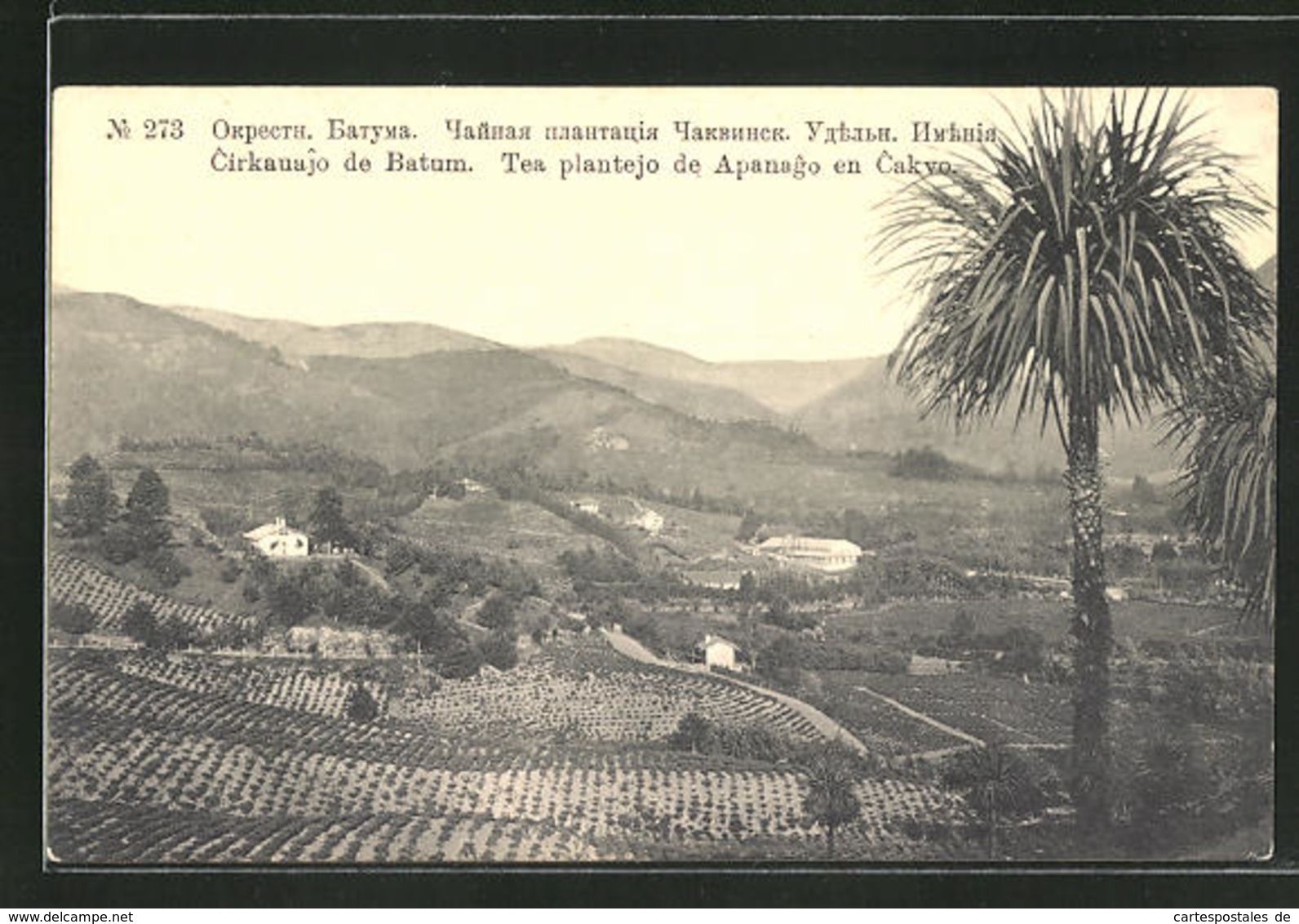 CPA Batum, Tea Plantejo De Apanago En Cakvo - Géorgie