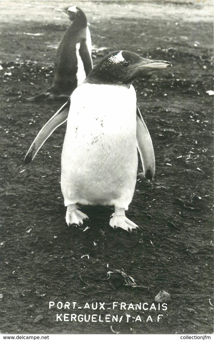 CARTE PHOTO TERRES AUSTRALES ET ANTARCTIQUES FRANCAISES / PINGOUIN - TAAF : Franz. Süd- Und Antarktisgebiete