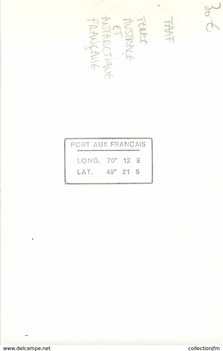 CARTE PHOTO TERRES AUSTRALES ET ANTARCTIQUES FRANCAISES / PINGOUIN - TAAF : Terres Australes Antarctiques Françaises