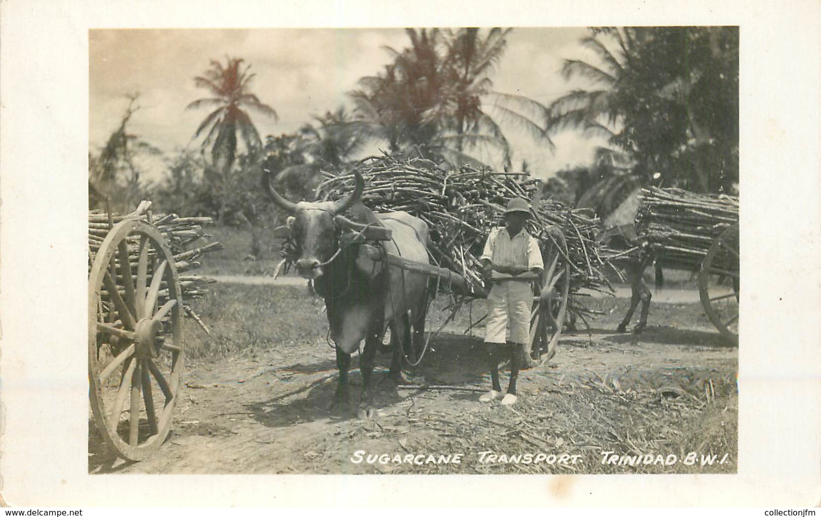 CARTE PHOTO TRINIDAD - Trinidad