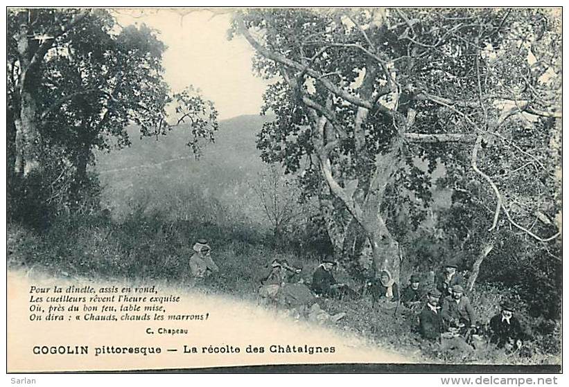 83 , COGOLIN , La Recolte Des Chataignes , * 213 11 - Cogolin