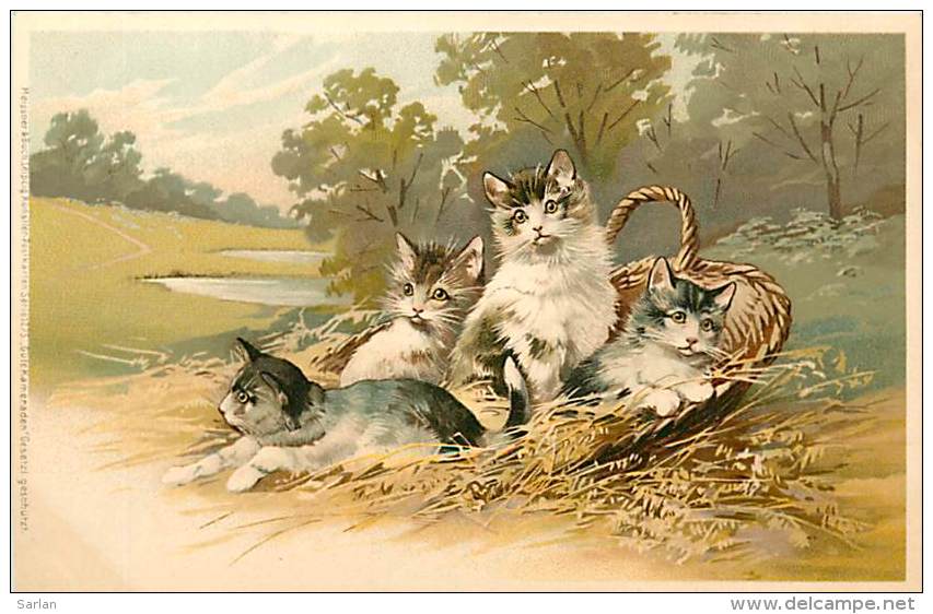 Chats , Chatons , * 231 61 - Cats