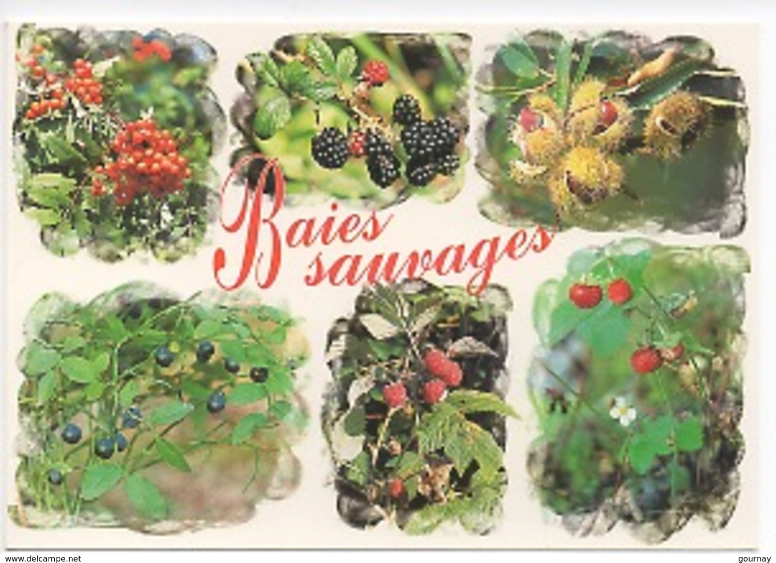 Baies Sauvages Myrtille Fraise Framboise Mure Châtaigne Délices Et Parfums D'une Nature Préservée (cp Vierge) - Plantes Médicinales