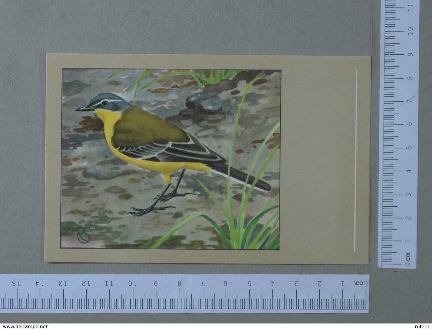 BIRDS - MOTACILLA FLAVA -  YELLOW WAGTAIL -   2 SCANS  - (Nº24714) - Birds