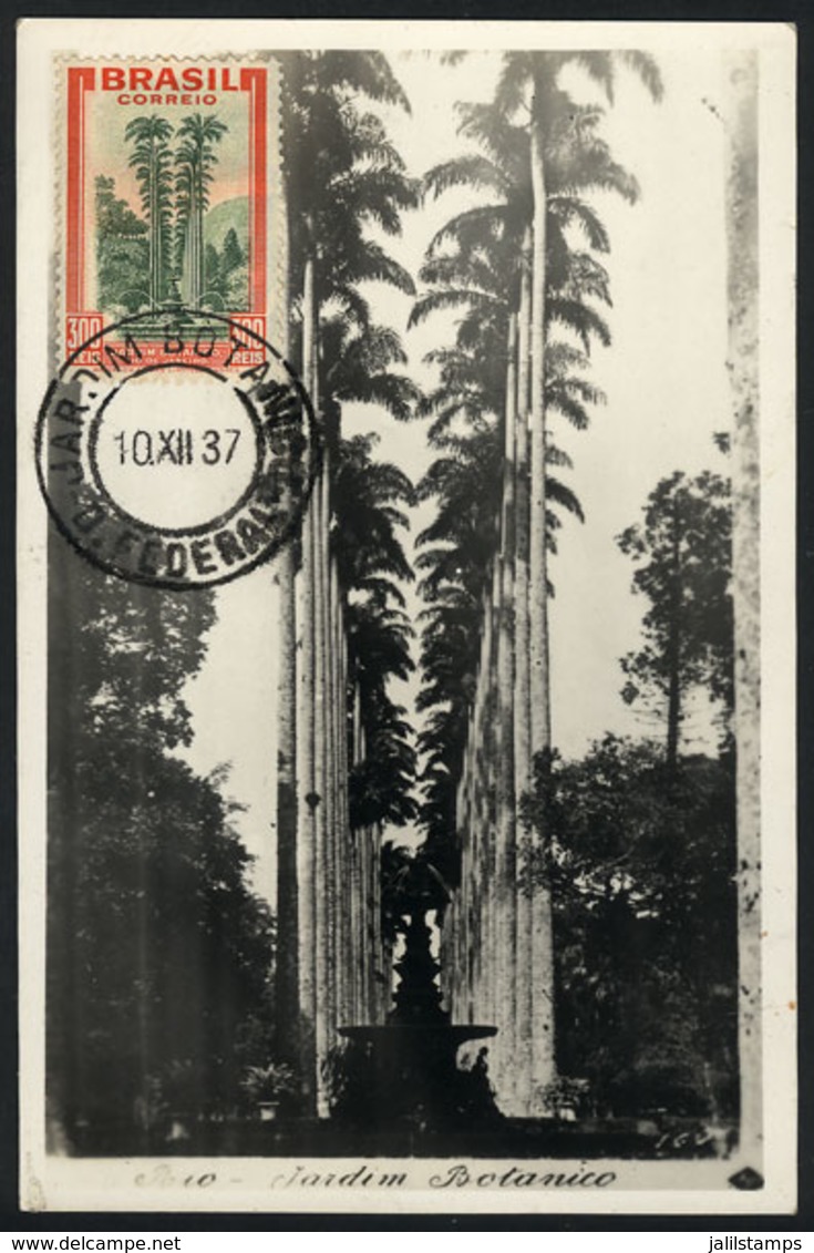 641 BRAZIL: RIO: Palm Trees, Botanical Garden, Maximum Card Of DE/1912, VF Quality - Tarjetas – Máxima