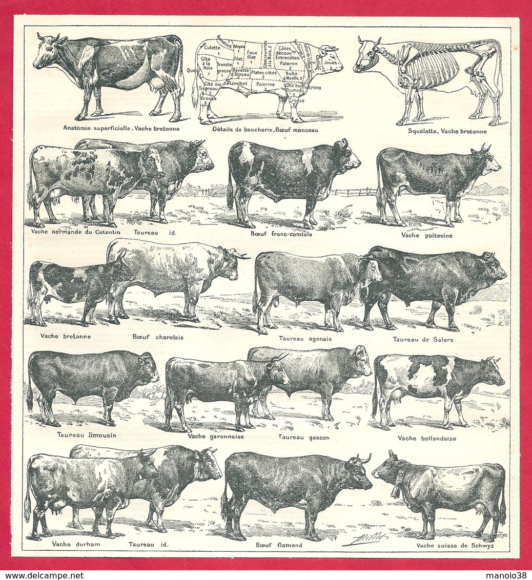 Bœuf, Anatomie, Squelette Et Types Des Principales Races Bovines, Illustration Adolphe Millot, Larousse 1908 - Autres & Non Classés