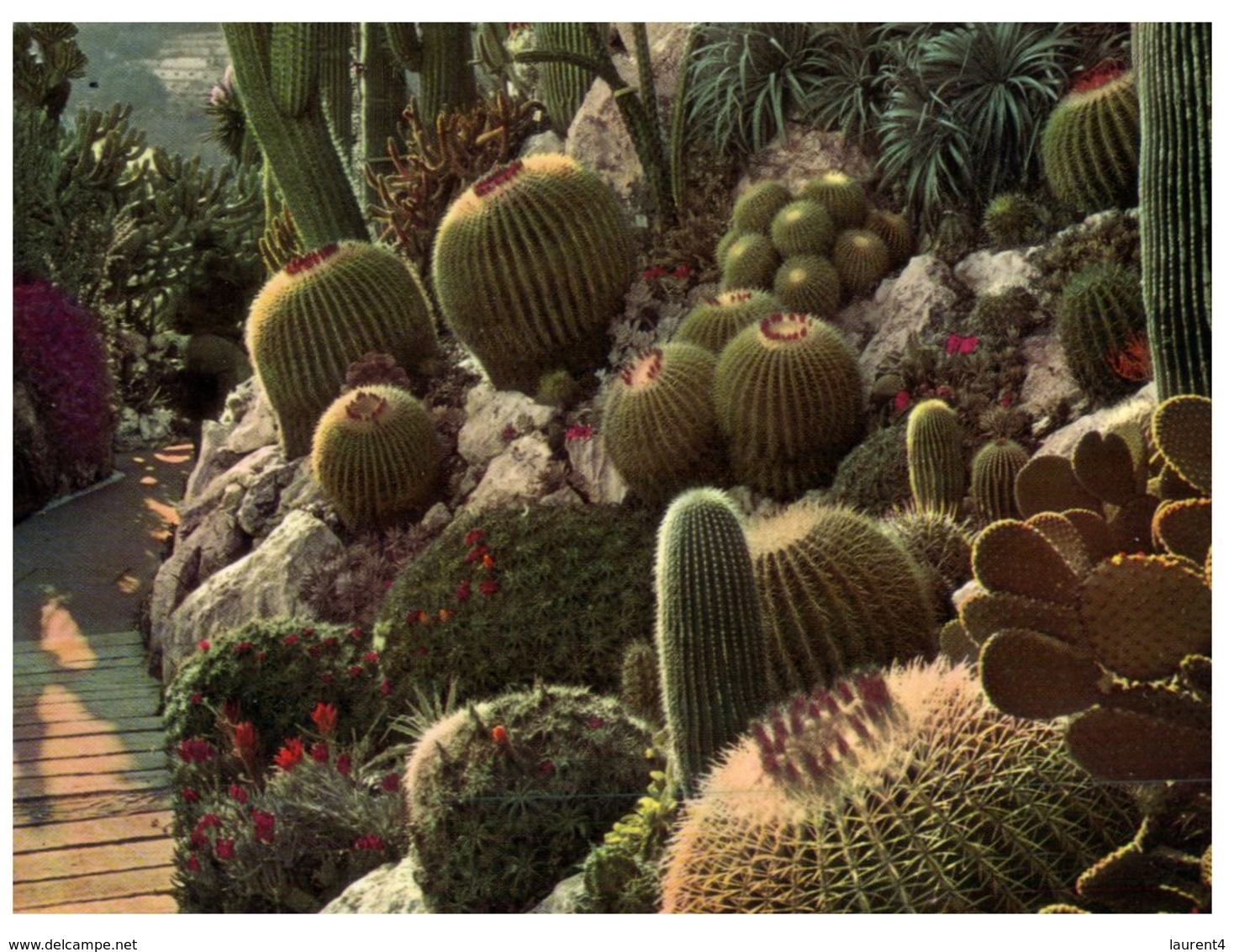 (ORL 650) Monaco - Exotic Garden Cactus - Cactus