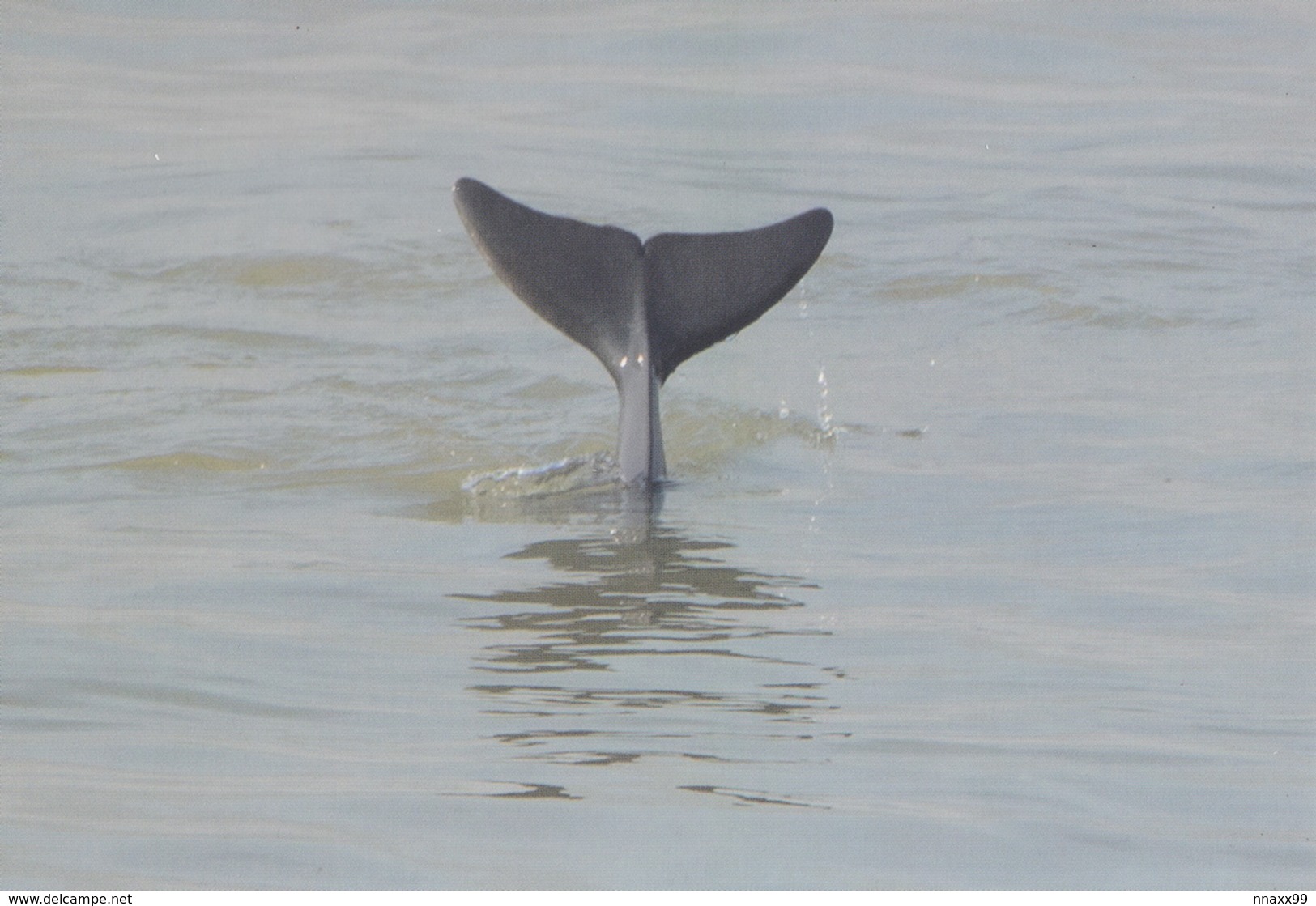 China - FOUR Yangtze Finless Porpoise (Neophocaena Asiaeorientalis) Postcards - Dauphins