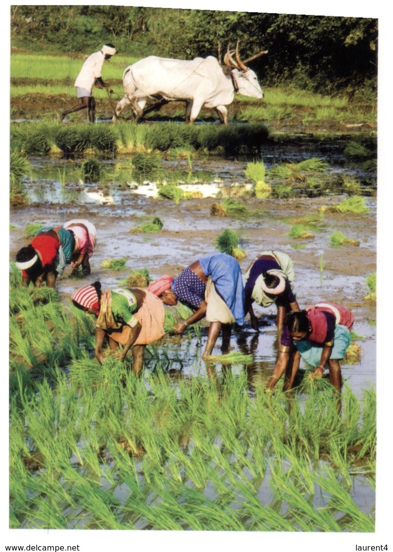 (30) Rice Paddock (India) With Buffalo - Cultures