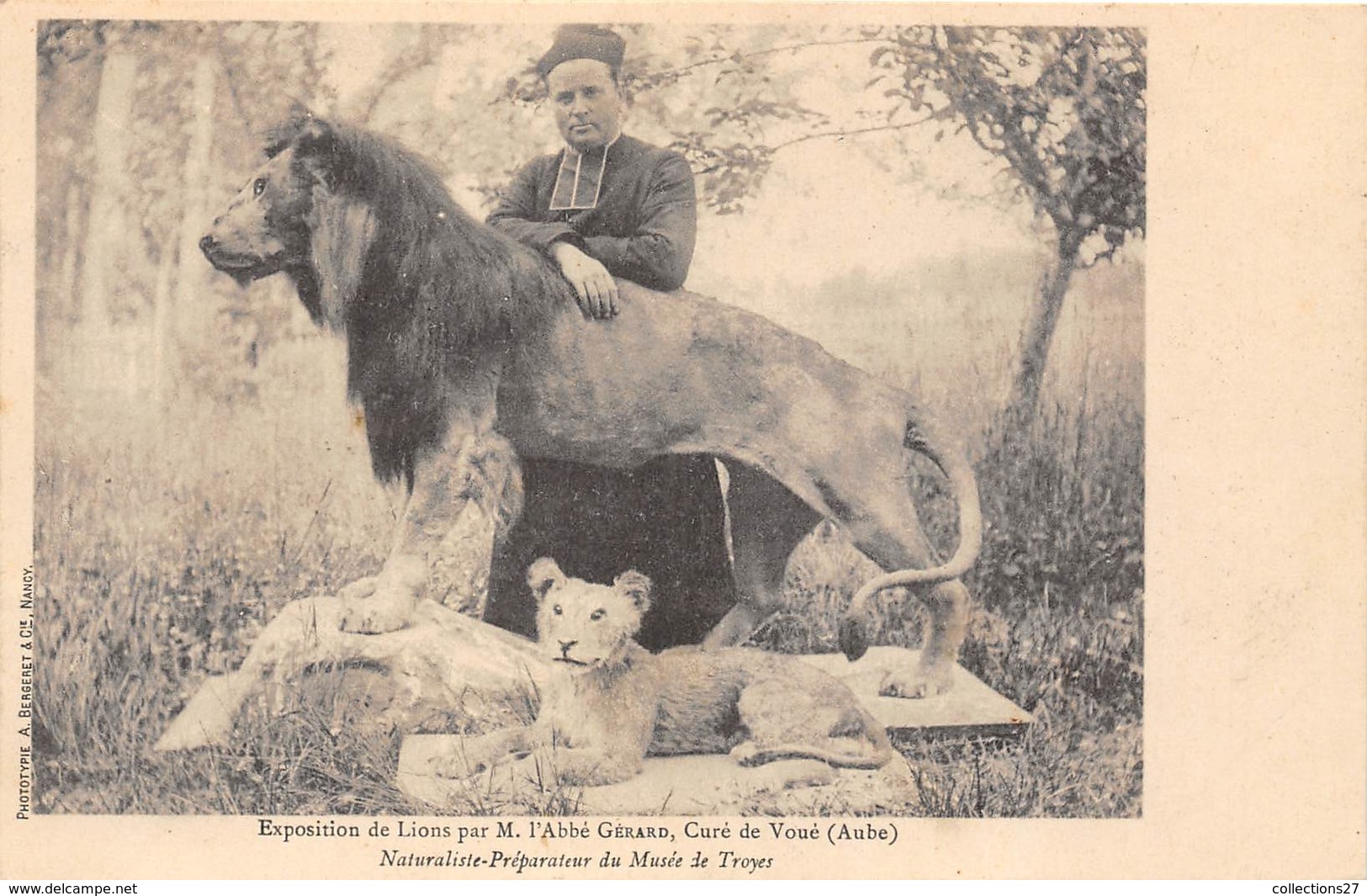 ESPOSITION DE LIONS PA M. L'ABBE GERARD- CURE DE VOUE ( AUBE ) NATURALISTE- PREPARATEUR DU MUSEE DE TROYES - Lions