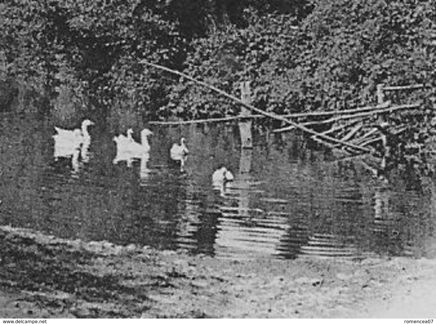 RIORGES (Loire) - Une MARE Aux CANARDS - Carte "précurseur" - Non Voyagée - Riorges