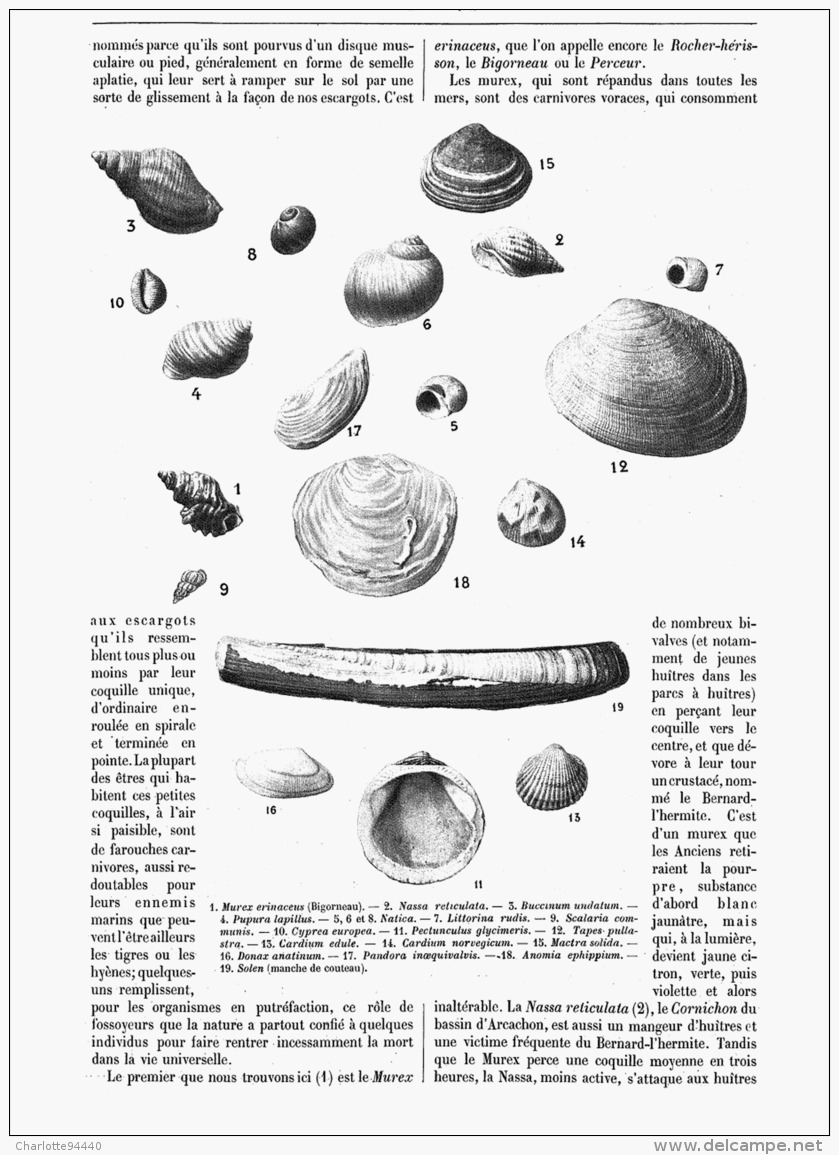 LES COQUILLAGES DE NOS COTES  1907 - Coquillages