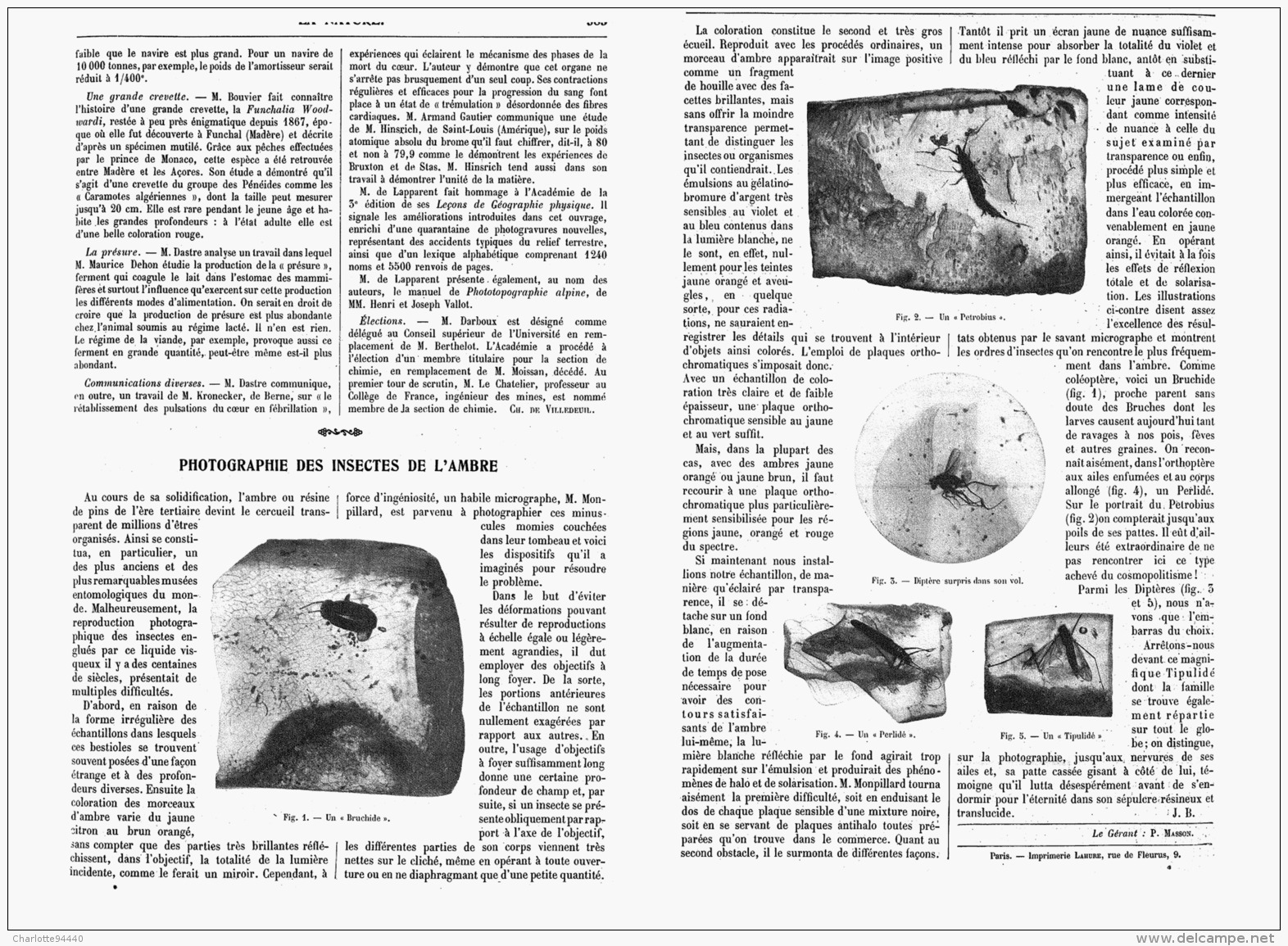 PHOTOGRAPHIE DES INSECTES DE L'AMBRE   1907 - Altri & Non Classificati