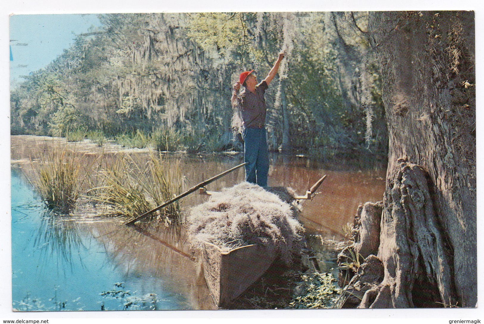 USA Louisania - Gathering Spanish Moss - Autres & Non Classés