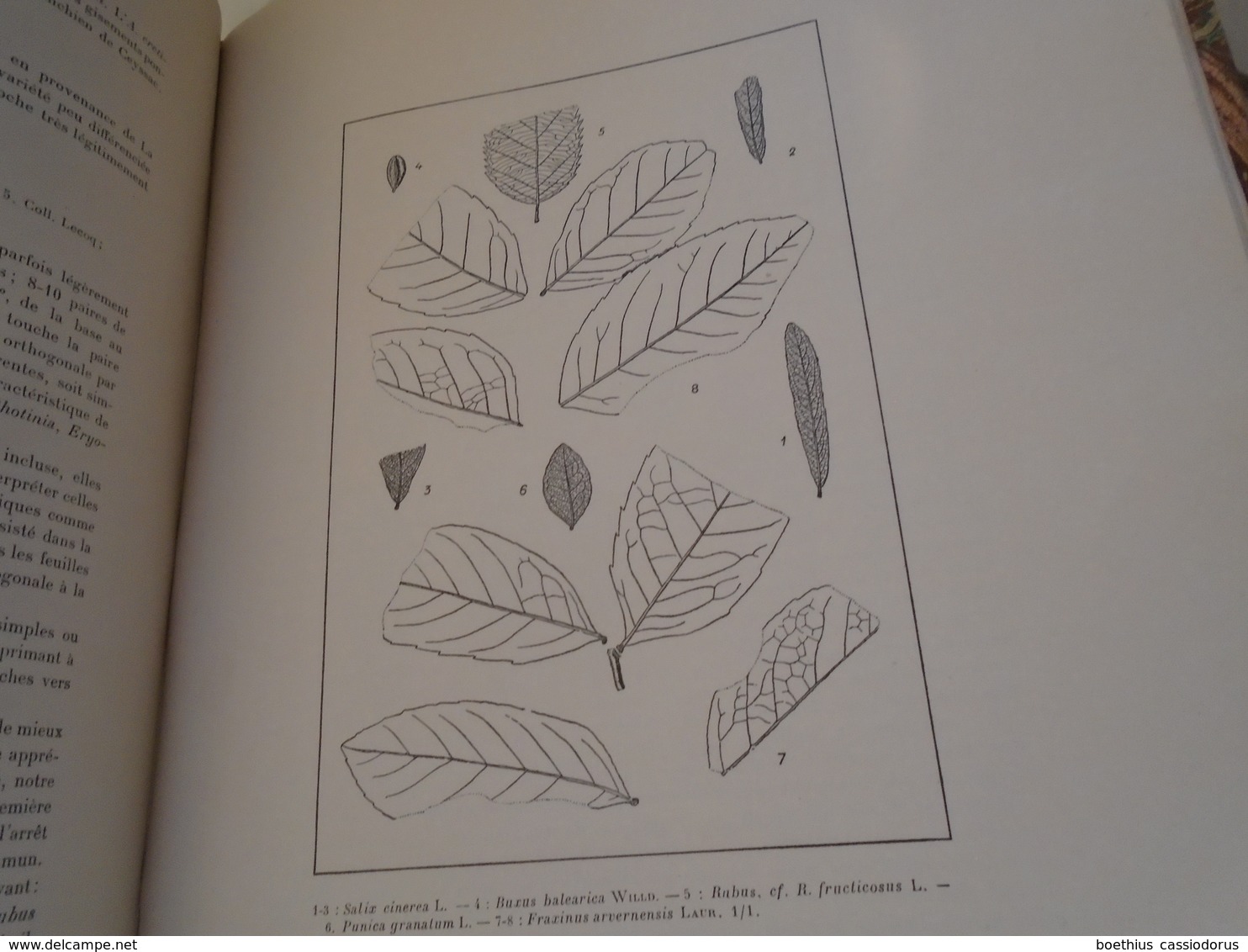 LA FORMATION D'ÂGE MIOCENE SUPERIEUR DE LA BOURBOULE  1936  P. MARTY L. GLANGEAUD