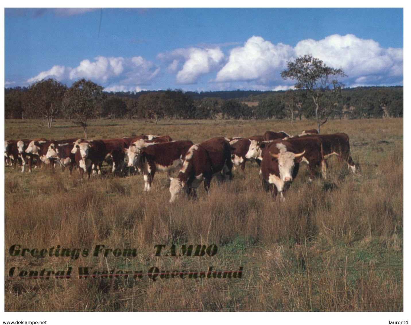 (500) Australia - (with Stamp At Back Of Postcard) - QLD - Tambo Cow Farming - Far North Queensland