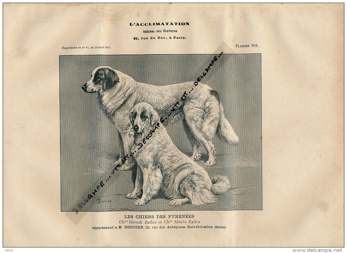 1907 : Chien, CHIEN DES PYRENEES, Planche Du Journal Des Eleveurs L'Acclimatation - Animaux