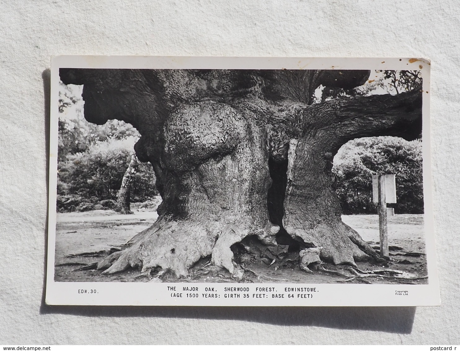 The Major Oak Sherwood Forest Edwinstowe    A 179 - Sonstige & Ohne Zuordnung