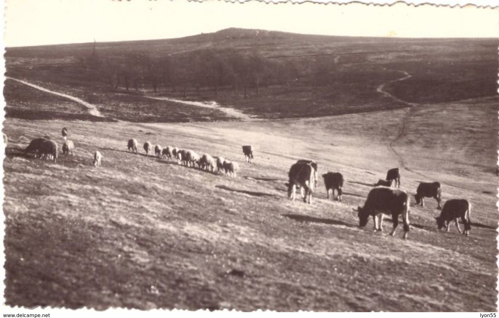 Le Mont Pilat Crêt De La Perdrix  (vaches) - Autres & Non Classés