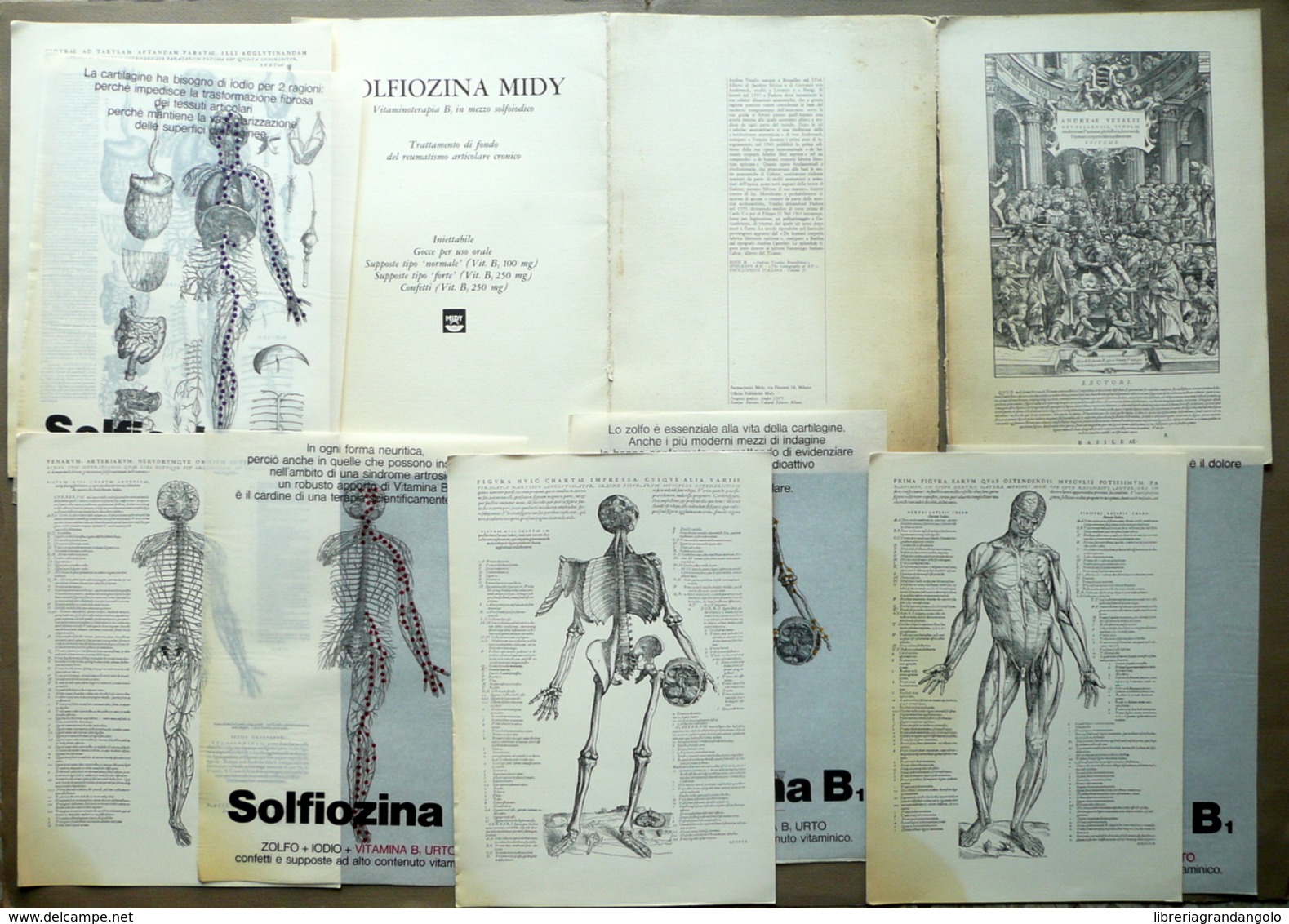 Andrea Vesalio Quattro Tavole Anatomiche Pubblicità Solfiozina Midy Anni '50 - Non Classificati