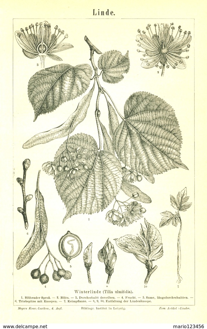 BERT MEYERS, GERMAN MEYERS KONVERSATION LEXIKON 1890, QUINTA EDIZIONE, TIGLIO, TILIA ULMIFOLIA Litografia - Léxicos