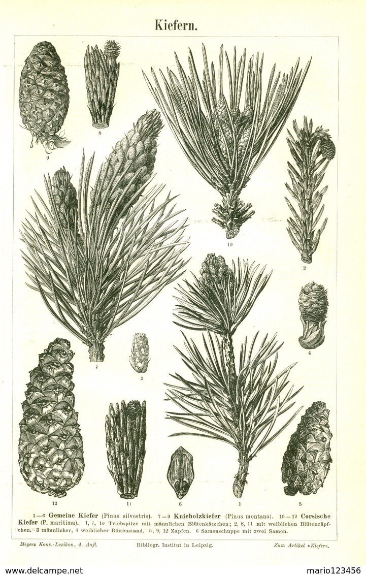 BERT MEYERS, GERMAN MEYERS KONVERSATION LEXIKON 1890, QUINTA EDIZIONE, PINI, PINE TREES Litografia - Lexiques