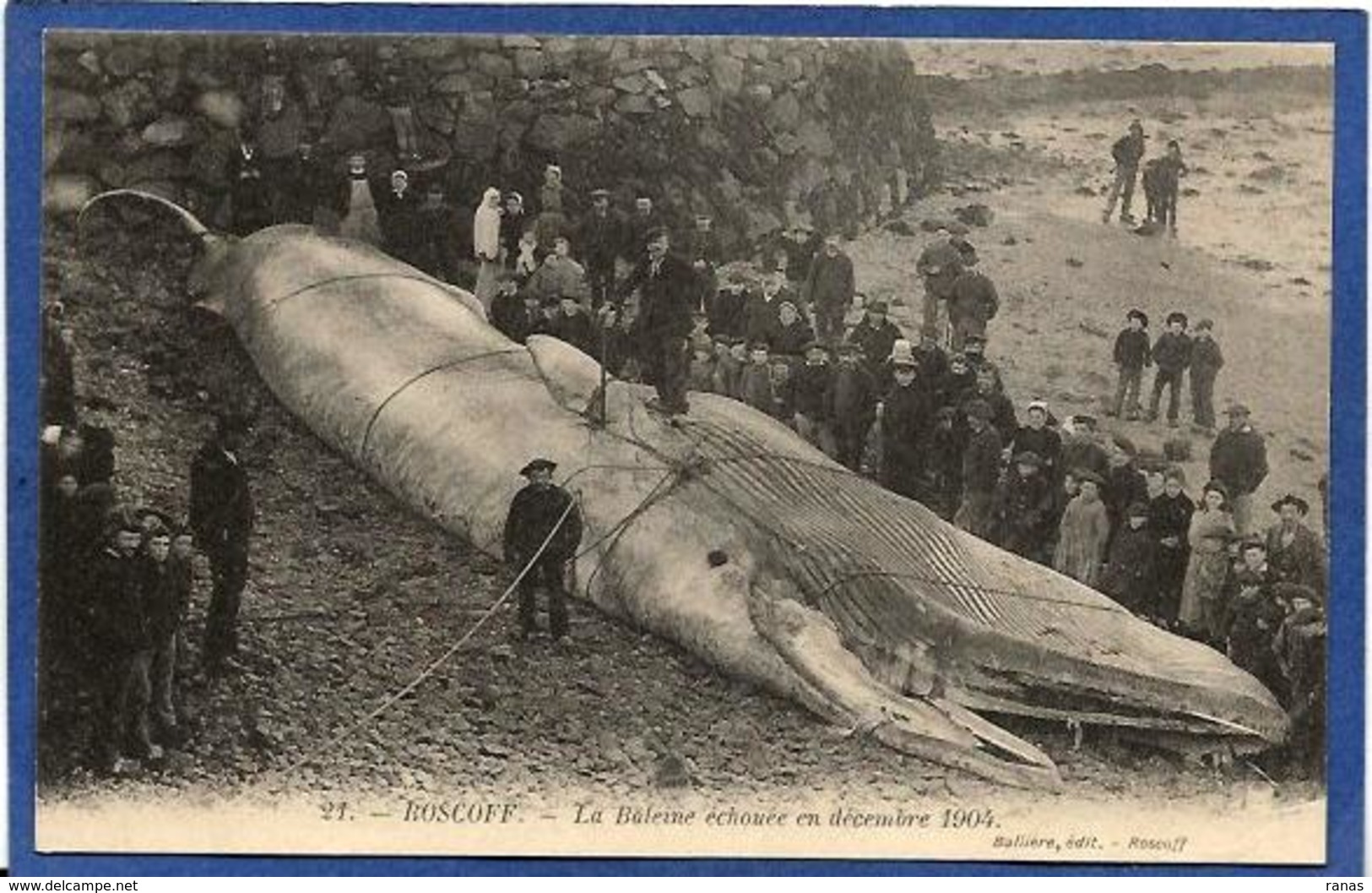 CPA Pêche Pêcheur Baleine échouée Roscoff Non Circulé - Roscoff