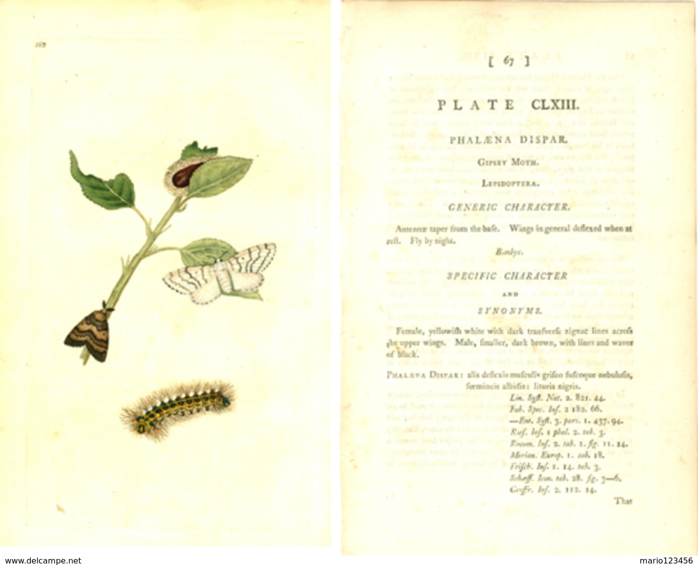 EDWARD DONOVAN, THE NATURAL HISTORY OF BRITISH INSECTS, VOL. 5, TAVOLA 163, 1796, PHALAENA DISPAR Original Hand-Colored - 1700-1799