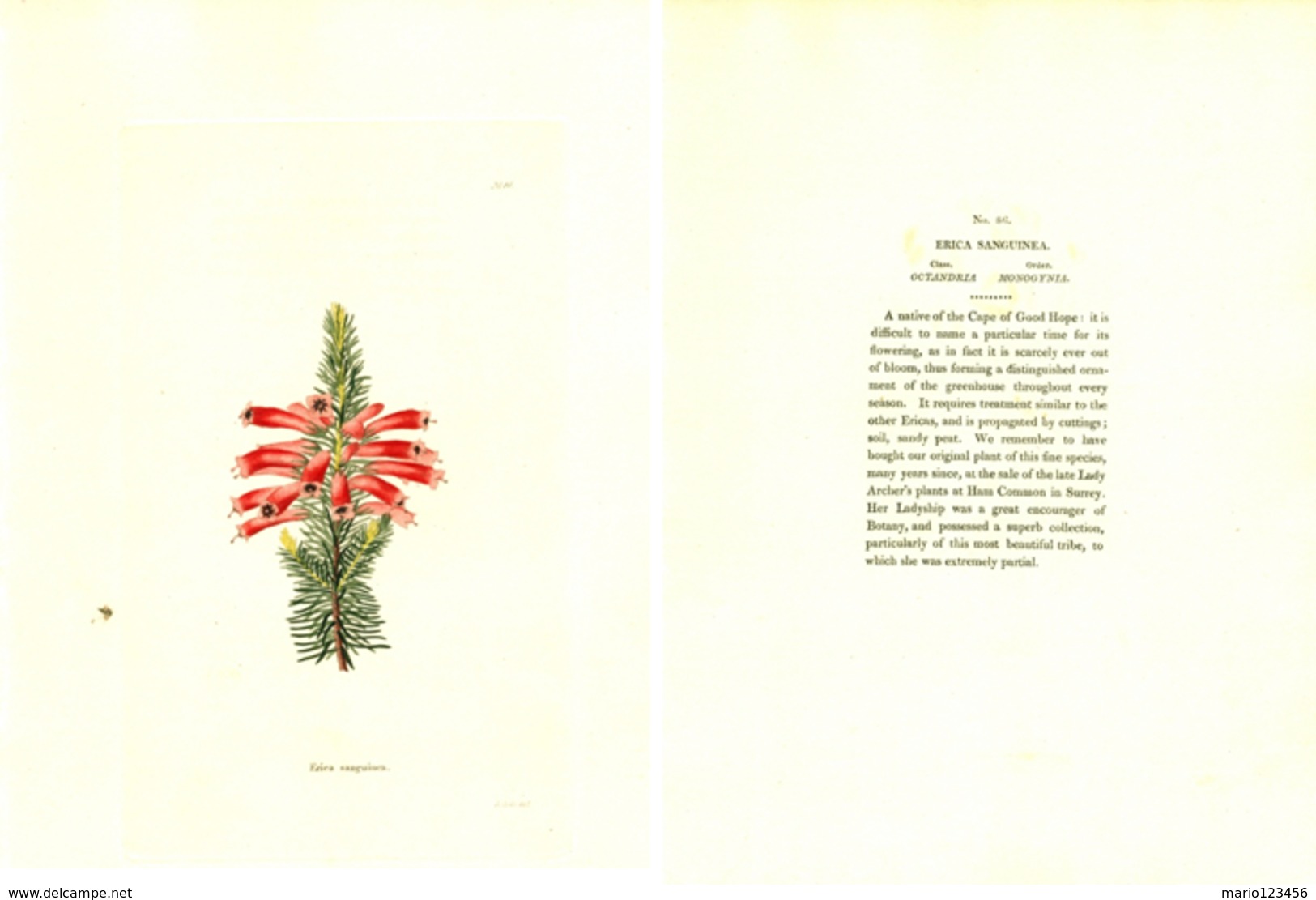 GEORGE COOKE, BOTANICAL CABINET, VOL. 1, TAVOLA 86, 1827, ERICA SANGUINEA Original Hand-Colored Lithograph - 1800-1849