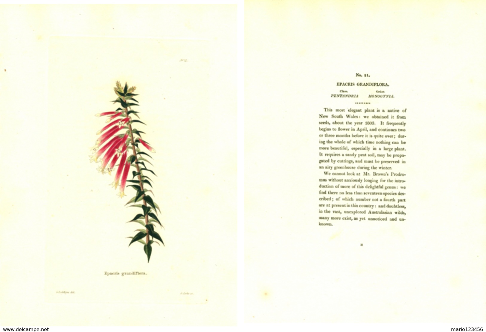 GEORGE COOKE, BOTANICAL CABINET, VOL. 1, TAVOLA 21, 1827, EPACRIS GRANDIFLORA Original Hand-Colored Lithograph - 1800-1849