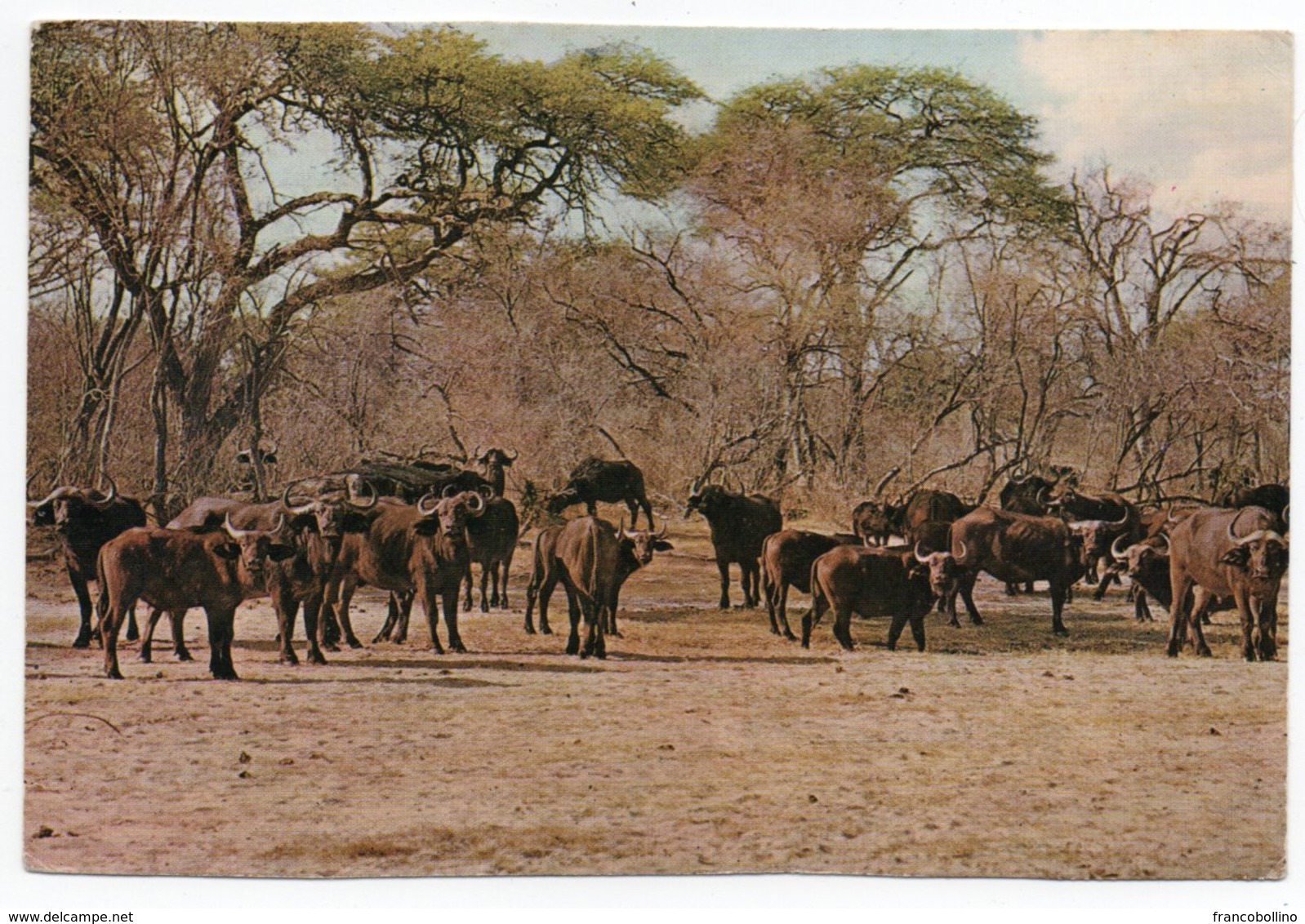 RHODESIA AND NYASALAND (ZIMBABWE) - BUFFALO - WANKIE GAME RESERVE / CANCEL FREEDOM FROM HUNGER 1963 - Zimbabwe