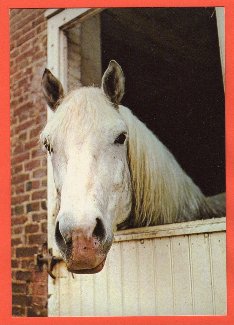 61 - EXMES - LE HARAS DU PIN - "IGOR" CHEVAL PERCHERON - Exmes