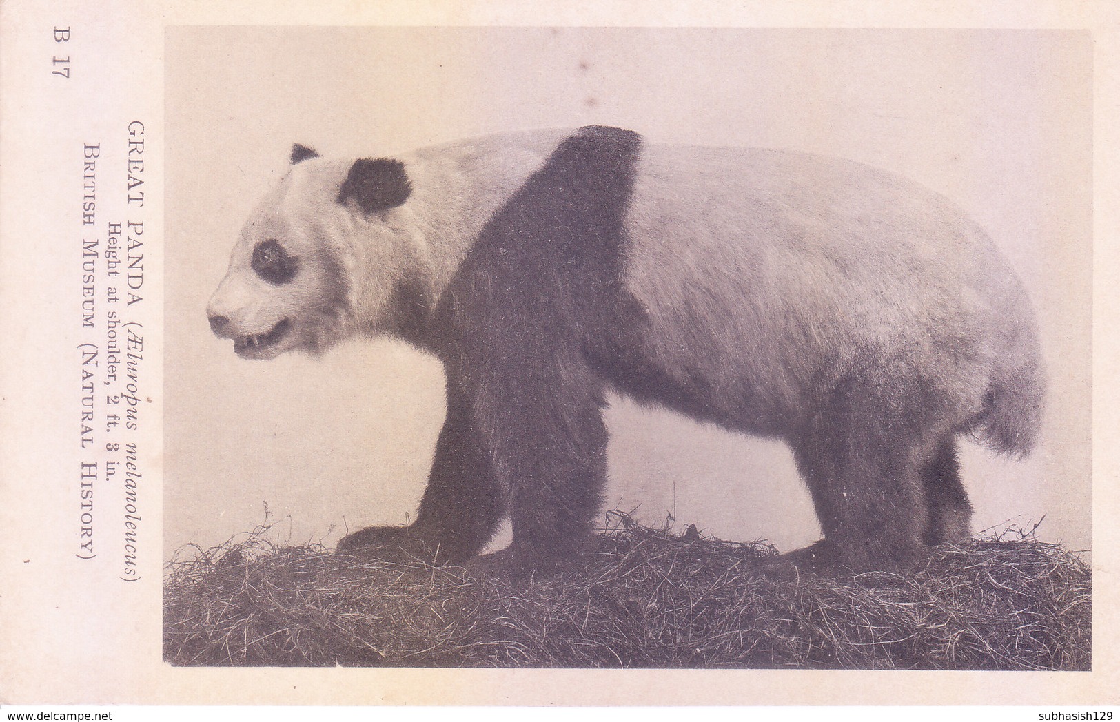 GREAT BRITAIN : BLACK AND WHITE PICTURE POST CARD : BRITISH MUSEUM NATURAL HISTORY : GREAT PANDA - Other & Unclassified