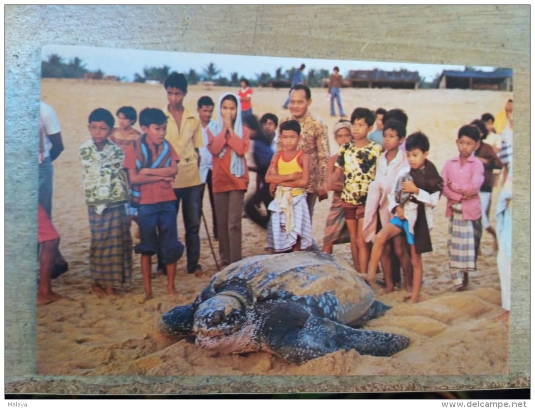 Malaysia Old Post Card 1990 Turtle Watching Sea Animal Terengganu Trengganu - Malaysia