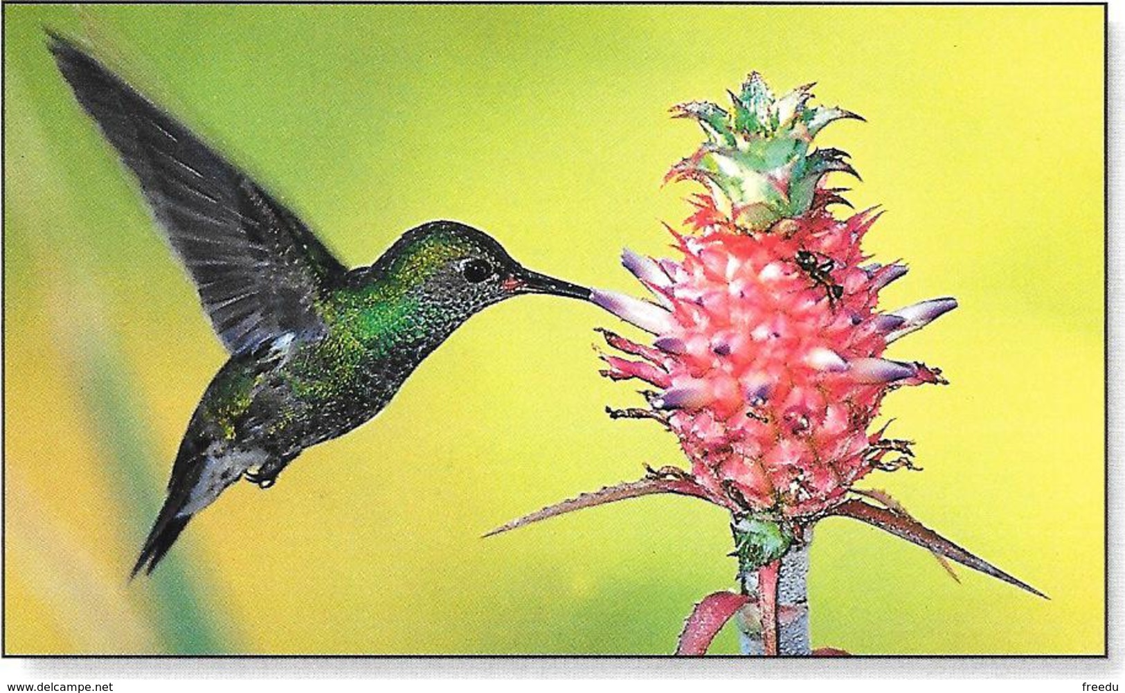 Guyane - Amazilia Spp - Colibri - Autres & Non Classés