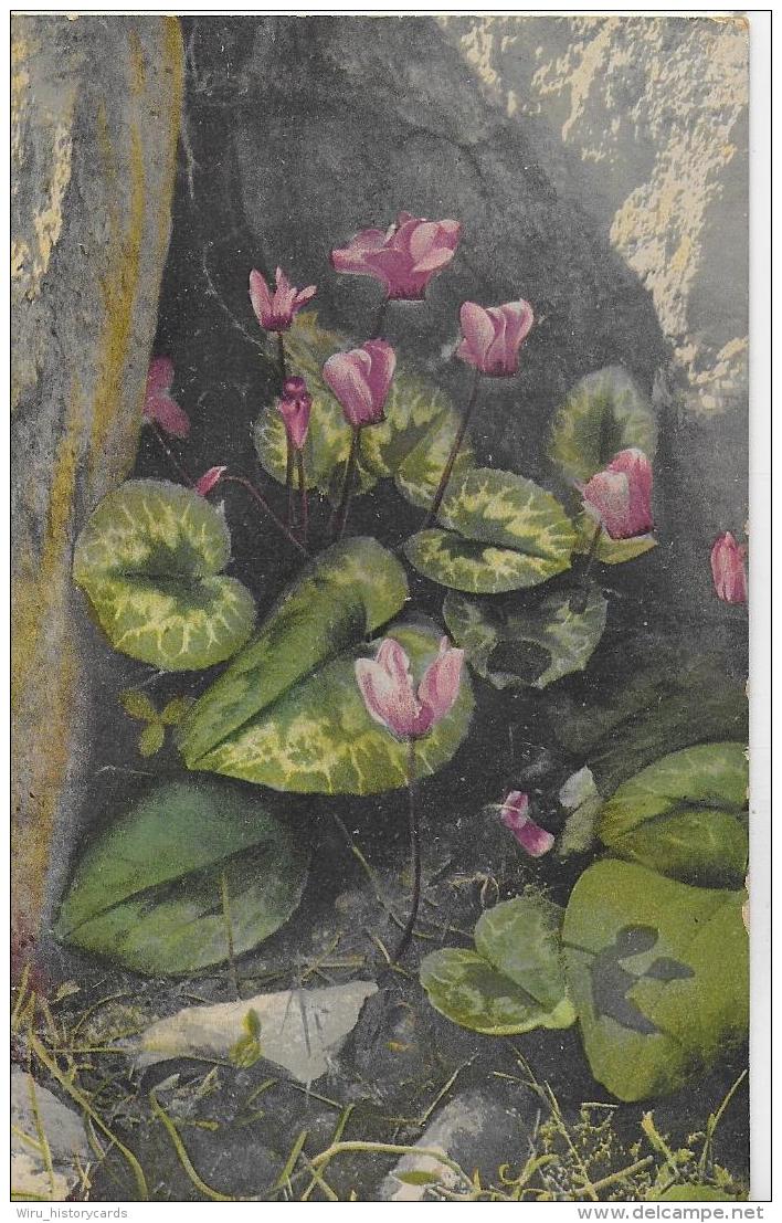 AK 0016  Cyclamen Europaeum  - Künstlerkarte Um 1907 - Blumen