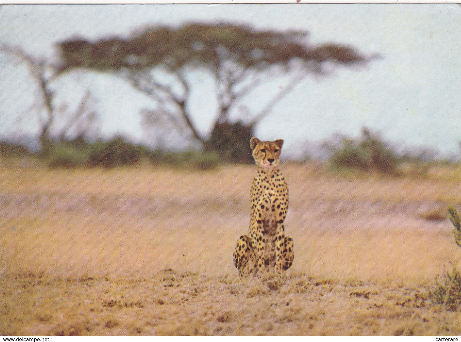 KENYA,afrique Est,prés Du Soudan,AMBOSELI,PARK,CHEETAH,GUEPARD - Kenia