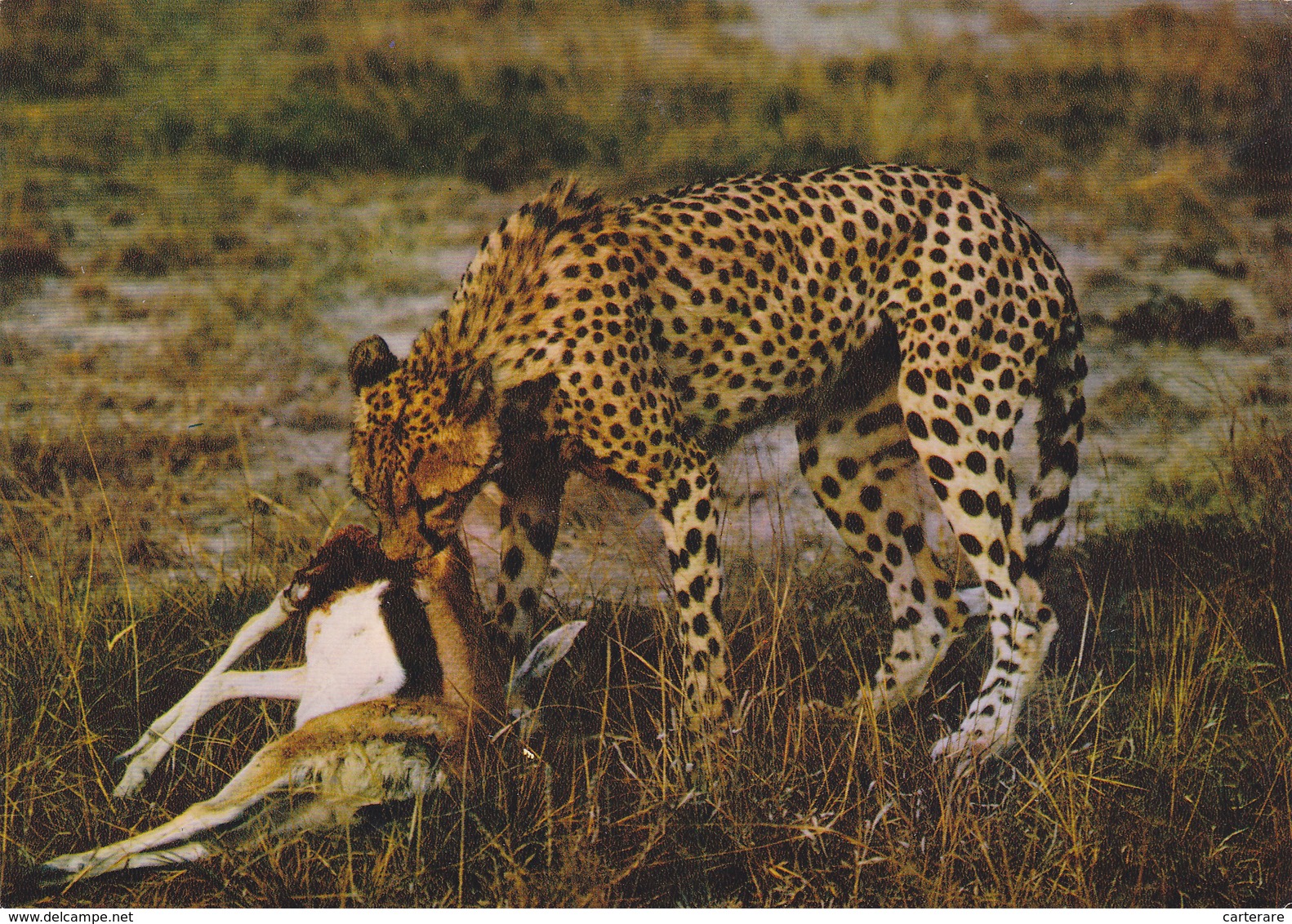 KENYA,afrique Est,prés Du Soudan,AMBOSELI,PARK,CHEETAH,GUEPARD - Kenya