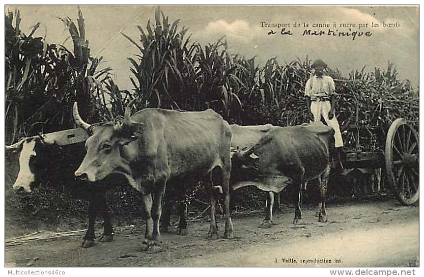 260818A - MARTINIQUE Transport De La Canne à Sucre Par Les Boeufs - Autres & Non Classés