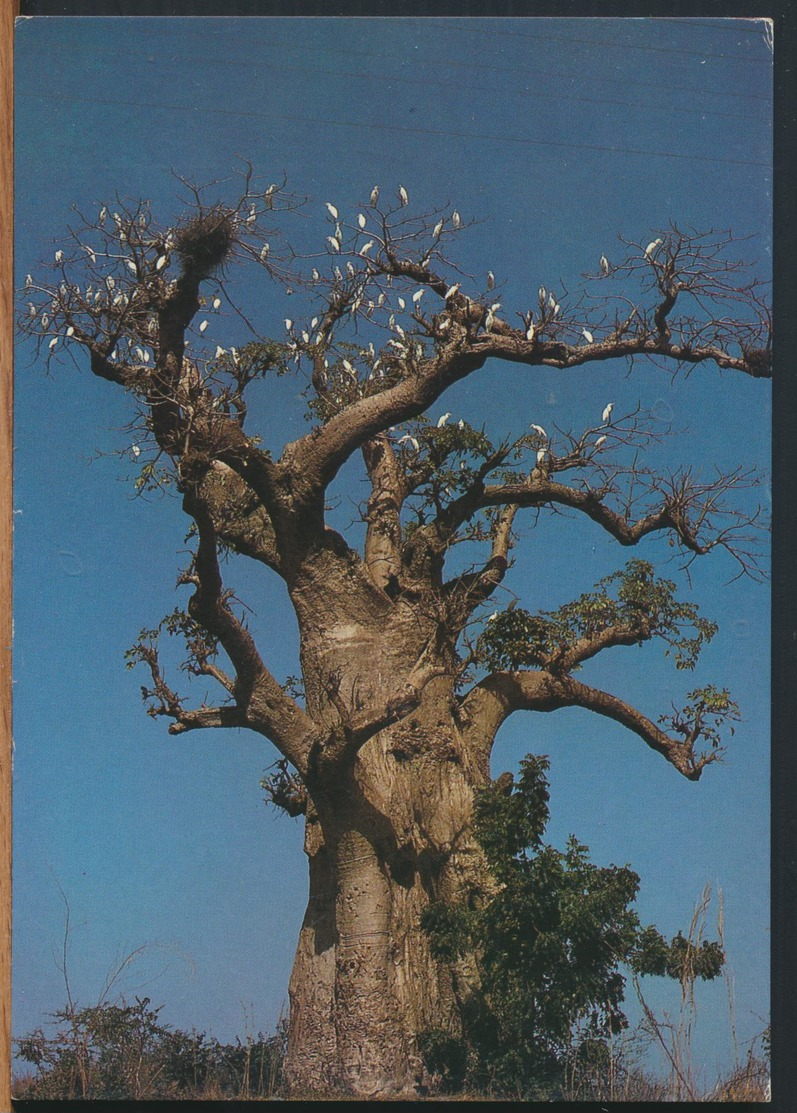 °°° 11099 - SENEGAL - BAOBAB - 1994 With Stamps°°° - Senegal