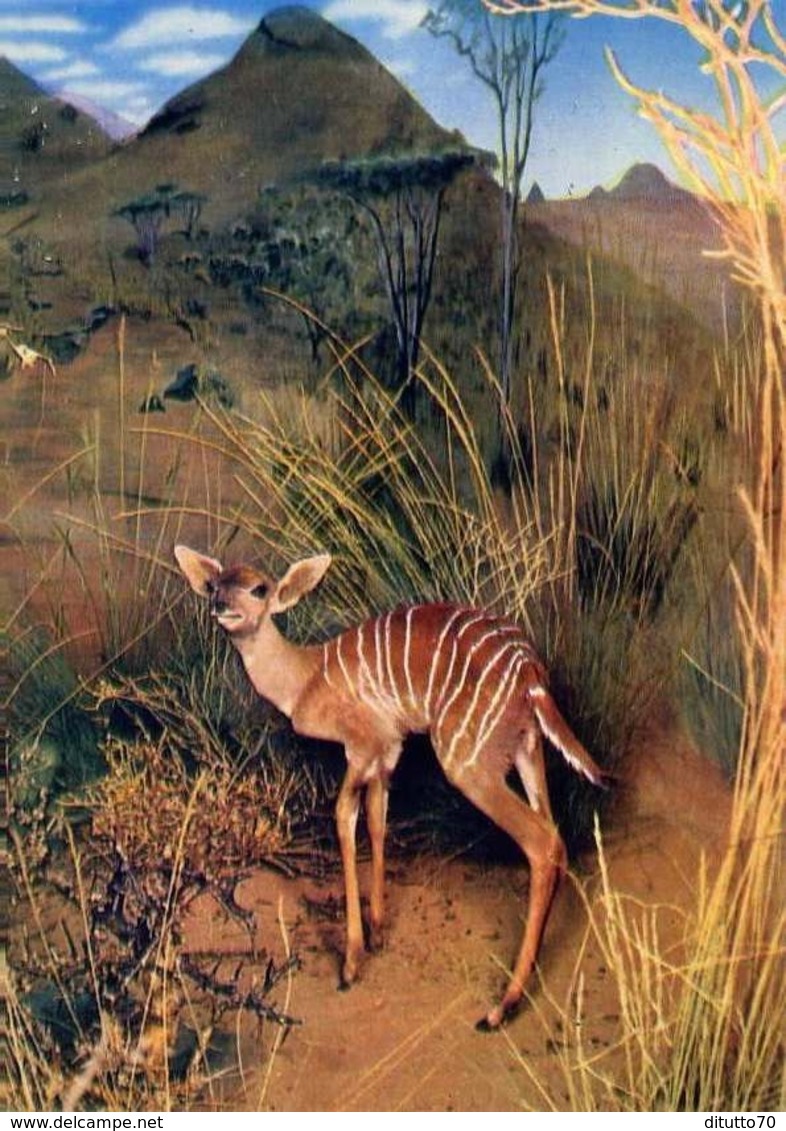 Nairobi - Beby Lesser Kudu - The National Museum - Formato Grande Viaggiata – E 7 - Non Classificati