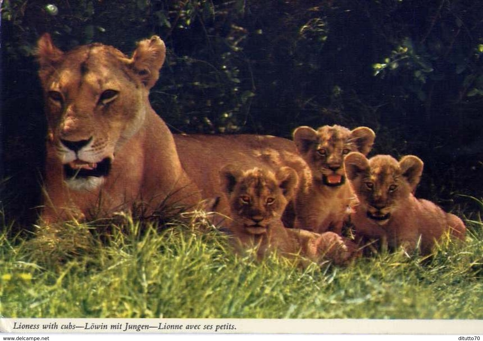 Lioness With Cubs - Formato Grande Viaggiata – E 7 - Nigeria