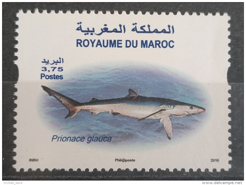 Morocco 2016 MNH Stamp - Fish, Shark Prionace Glauce - Morocco (1956-...)