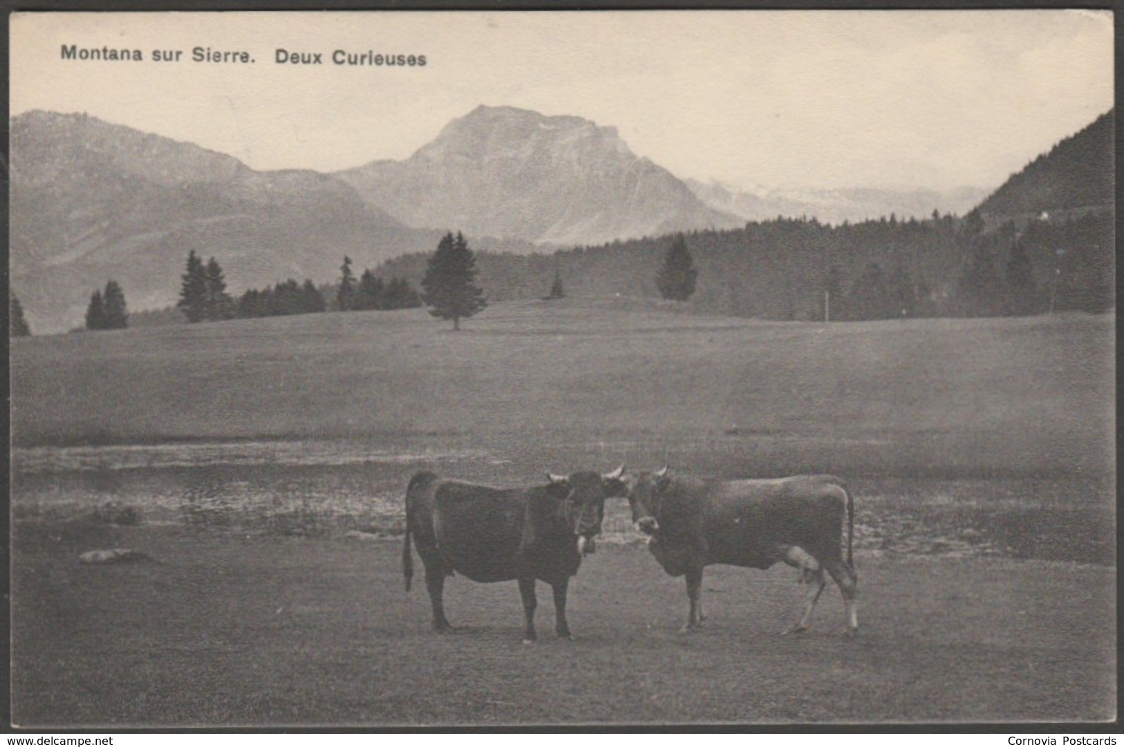 Deux Curieuses, Montana Sur Sierre, Valais, C.1920 - Werro CPA - Sierre