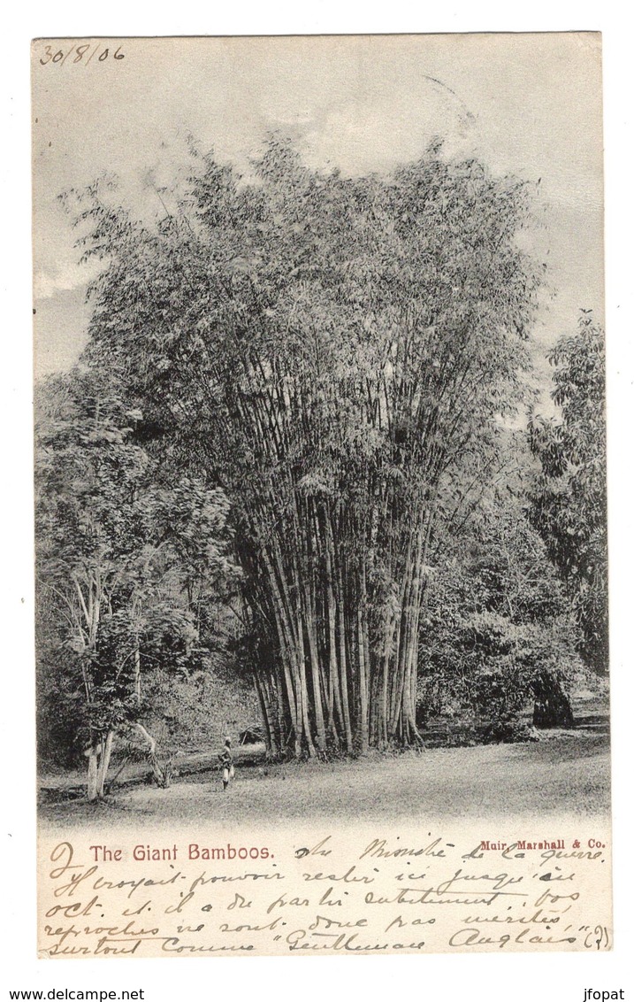 TRINIDAD - The Giant Bamboos, Pionnière - Trinidad