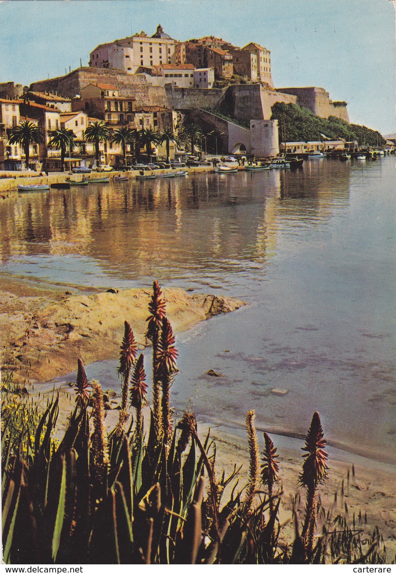 Haute Corse,calvi,capitale économique De La Balagne,port - Calvi